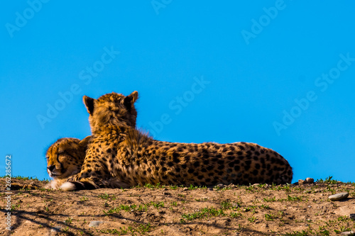 leopard, Panthera pardus kotiya, big spotted cat photo