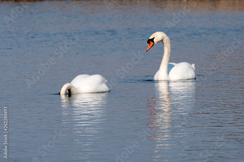 A pair of white swans in the water. The concept of waterfowl. A symbol of love and romance.