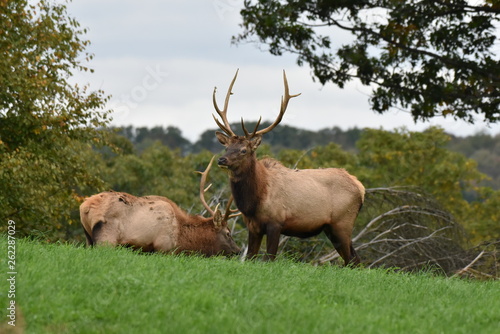 Young bull elks in meadow