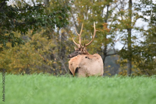 Young bull elk in meadow photo