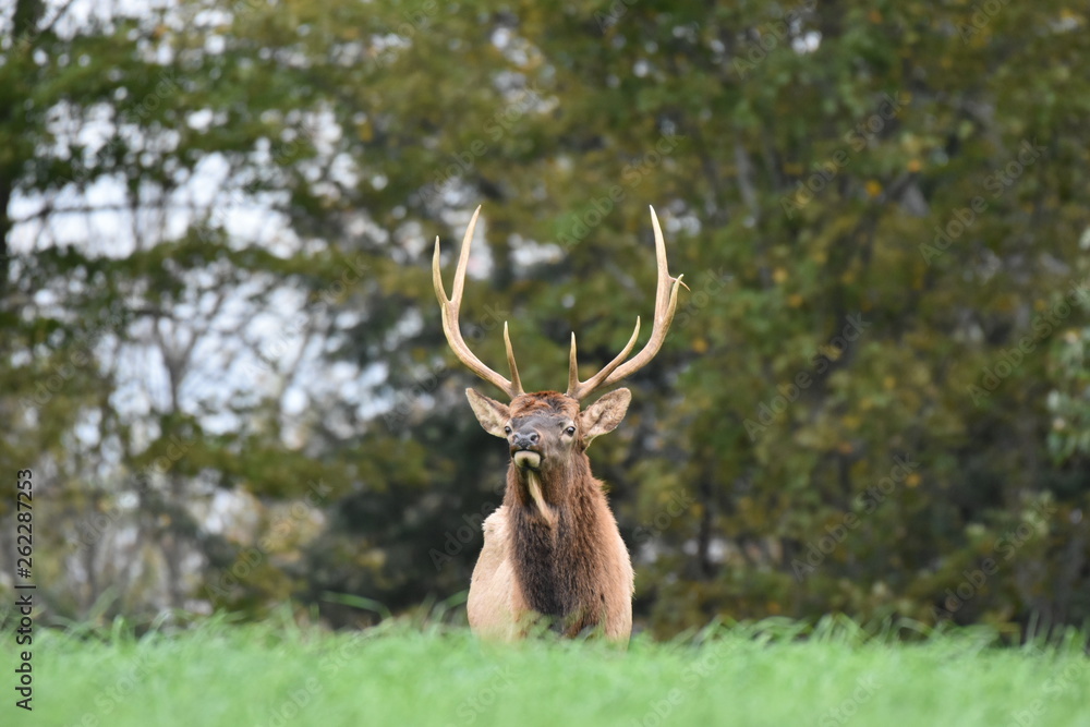 Young bull elk in meadow