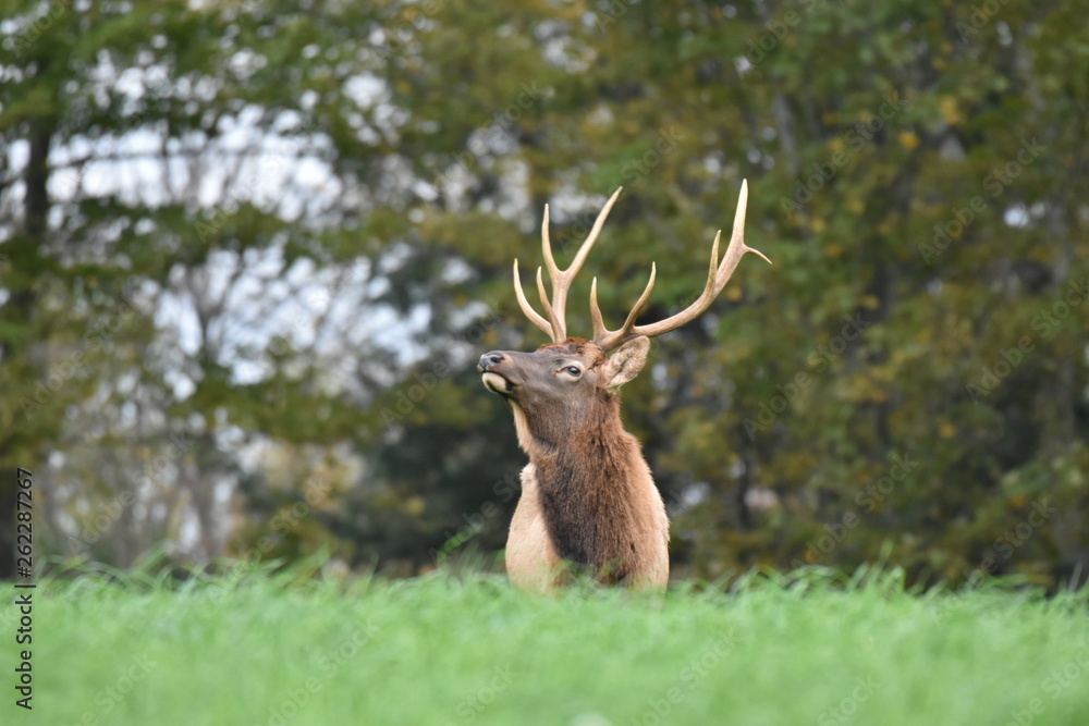 Young bull elk in meadow Young bull elk in meadow