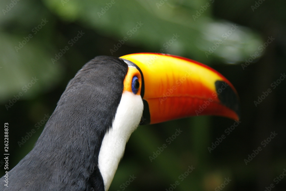 Close-up portrait of the toco toucan with bright orange beak and blue eyes. Ramphastos toco.Brazil. Iguazu. Close-up portrait of the toco toucan with bright orange beak and blue eyes. Ramphastos toco.Brazil. Iguazu.