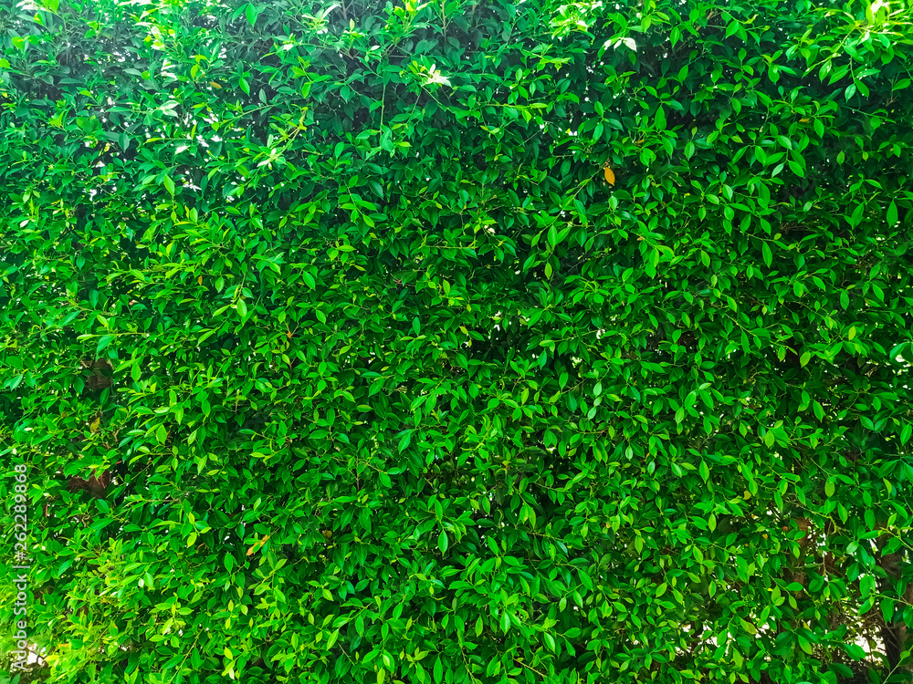 Fresh green tree fence for natural style background. Fresh green tree fence for natural style background.