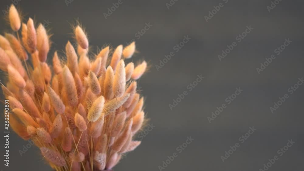 bouquet of lagurus pink bouquet of lagurus pink