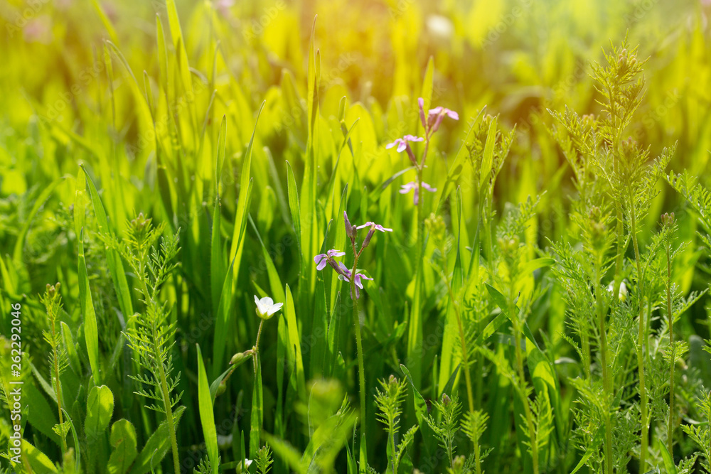 background bright green grass and Lilac flowers row. Sunray. Shallow DOW background bright green grass and Lilac flowers row. Sunray. Shallow DOW