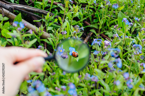 Ladybug sitting on flower through a magnifying glass photo