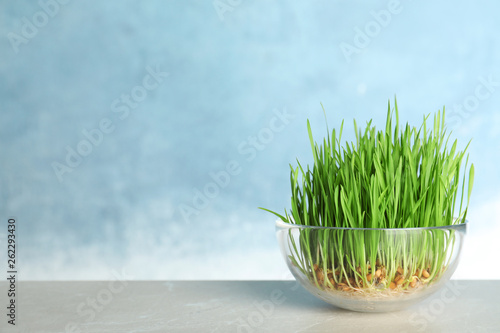 Glass bowl with sprouted wheat grass seeds on table against color background  space for text