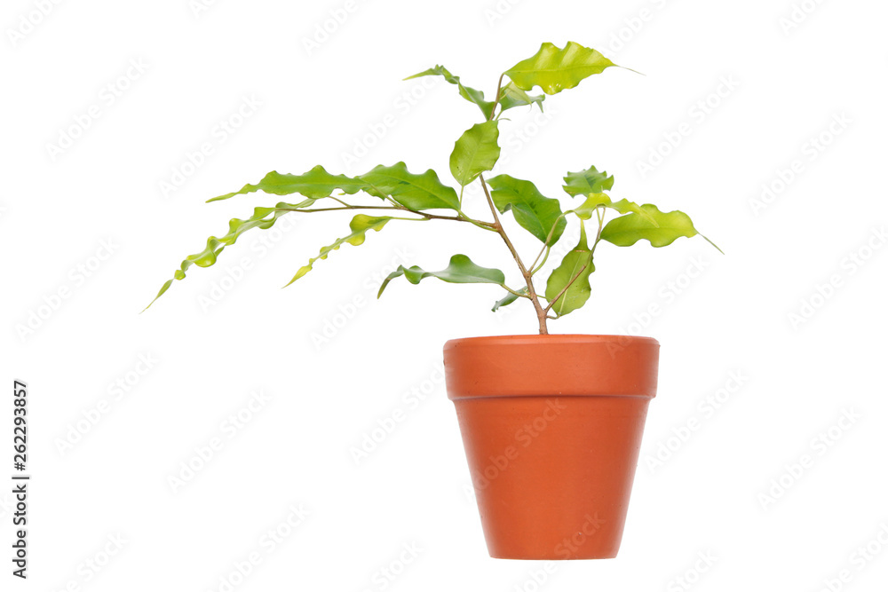 Ficus benjamina or Weeping Fig (cultivar Golden Monique) in flowerpot isolated on white background Ficus benjamina or Weeping Fig (cultivar Golden Monique) in flowerpot isolated on white background