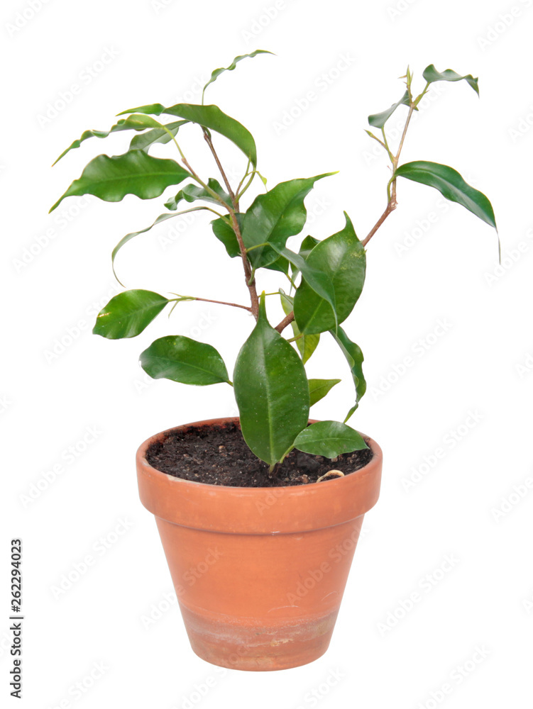 Ficus benjamina or Weeping Fig (cultivar Monique) in flowerpot isolated on white background Ficus benjamina or Weeping Fig (cultivar Monique) in flowerpot isolated on white background