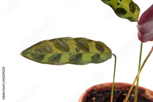 Spotted green leaf of Calathea lancifolia or Rattlesnake Plant (syn. Calathea insignis) isolated on white background photo