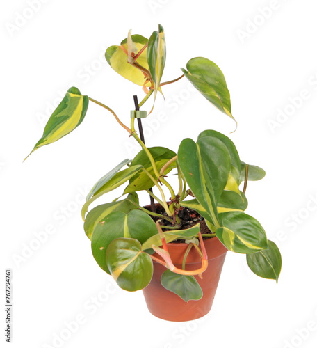 Philodendron hederaceum var. oxycardium (syn. Philodendron scandens subsp. oxycardium) with variegated green leaves in flowerpot isolated on white background photo