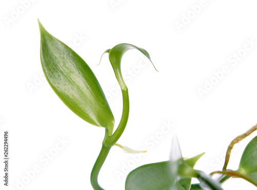 Wallpaper Mural Branch of Vanilla planifolia or flat-leaved vanilla plant with green foliage isolated on white background Torontodigital.ca