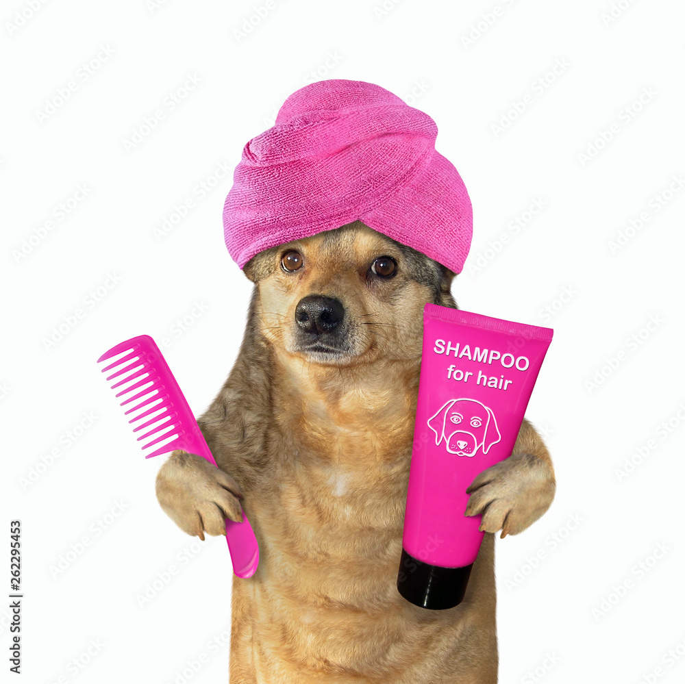 The dog with a pink towel around his 