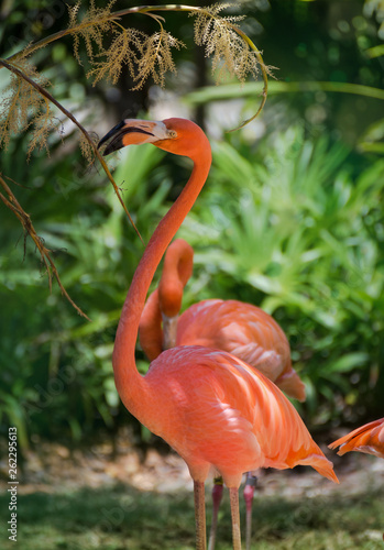 Flamingo is a very charming animal. We can meet him in the Caribbean.Flamingos (Phoenicopteridae) is a family of waterbirds with a long neck and legs of the monotypic order of flamingos. Flamingos fam