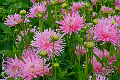 Close up of Dahlia 'Park Princess' in a cottage flower garden photo