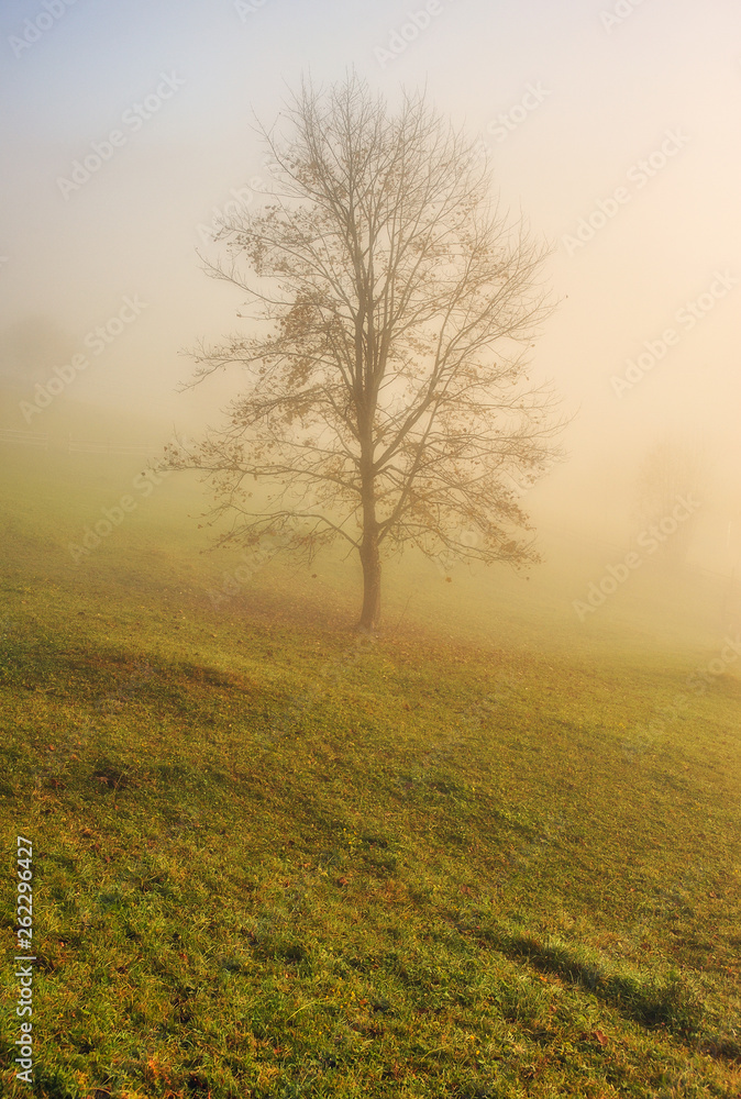 autumn forest. Fairy foggy forest. picturesque morning