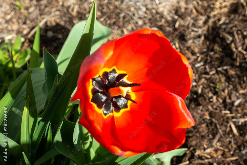 Red Tulip blooming in garden during spring. Red Tulip blooming in garden during spring.