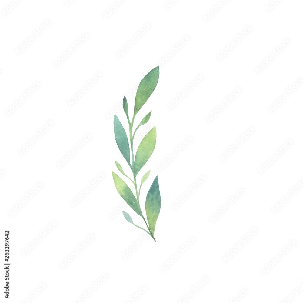 Hand drawn watercolor green twig Hand drawn watercolor green twig