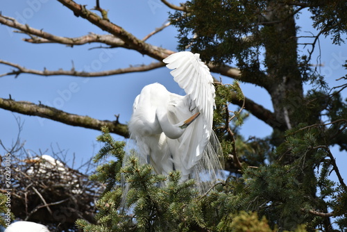 Great Egret prunning  photo