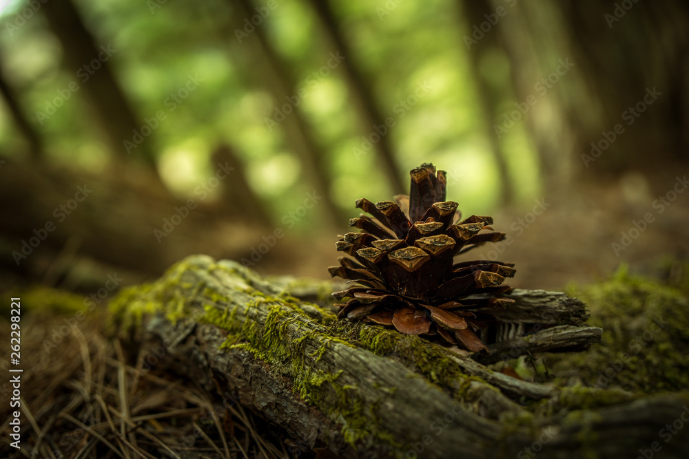 pine cone on the ground pine cone on the ground