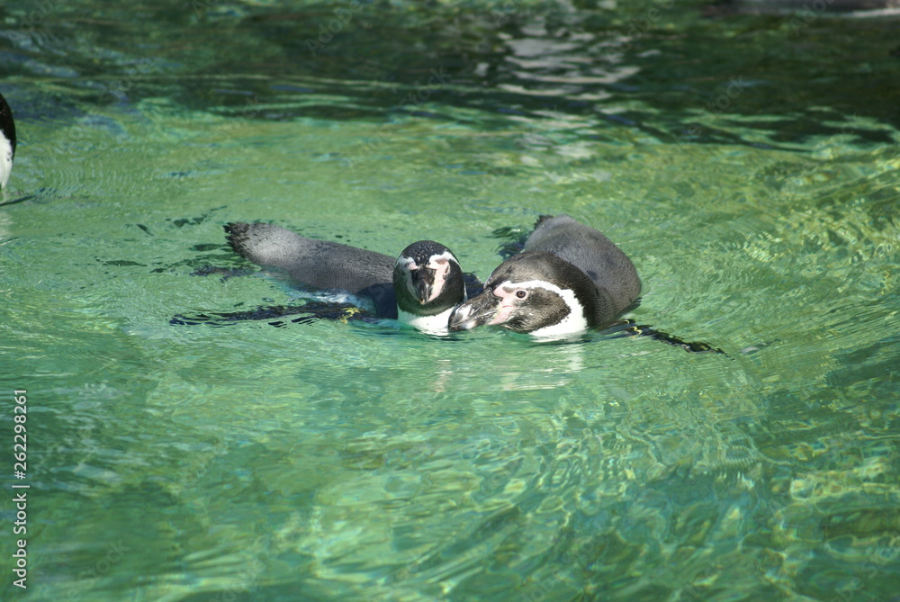 Naklejka premium SONY DSC