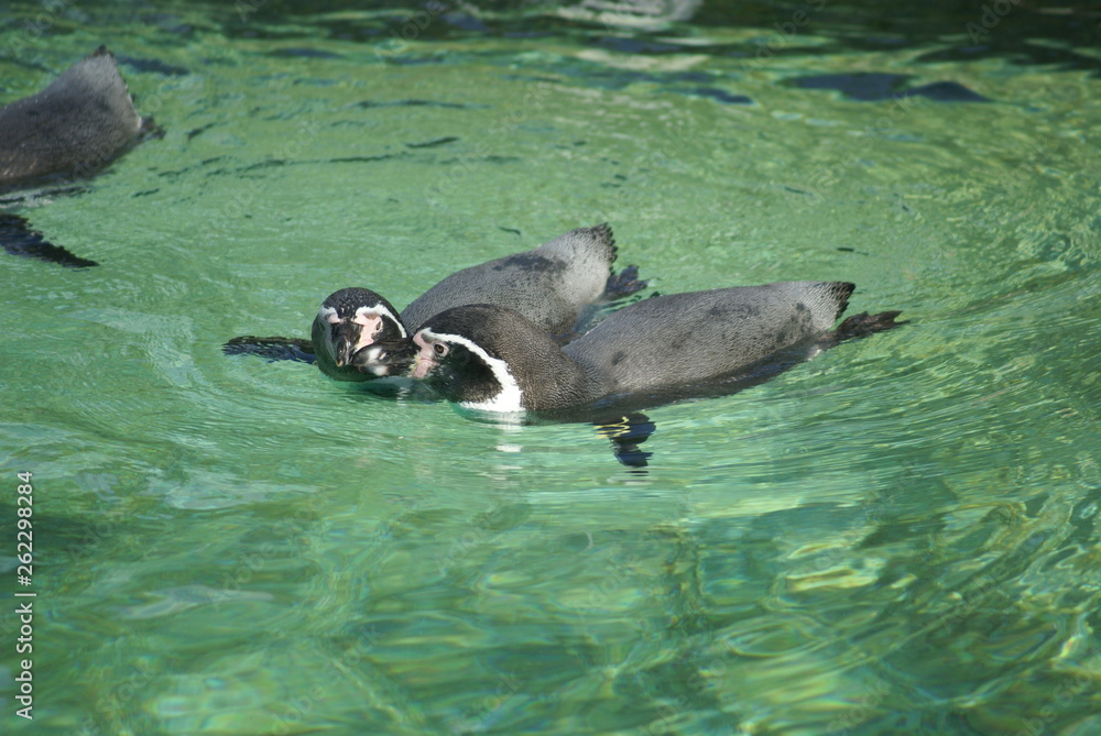 Fototapeta premium SONY DSC