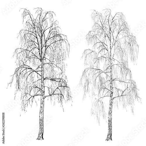 Two images of a birch without leaves, winter, shades of gray