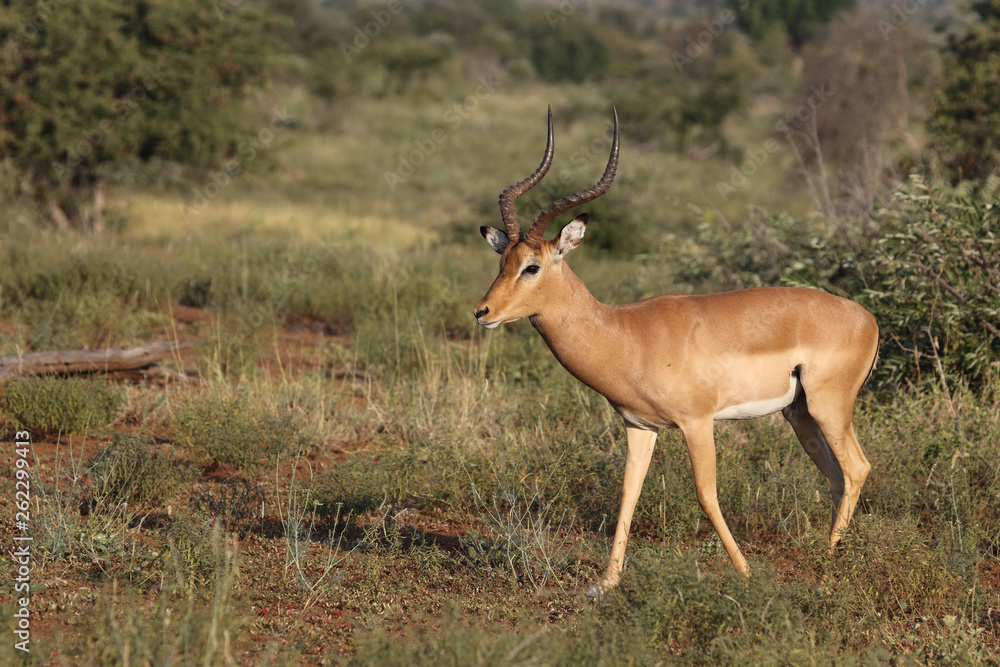 Schwarzfersenantilope / Impala / Aepyceros melampus Schwarzfersenantilope / Impala / Aepyceros melampus