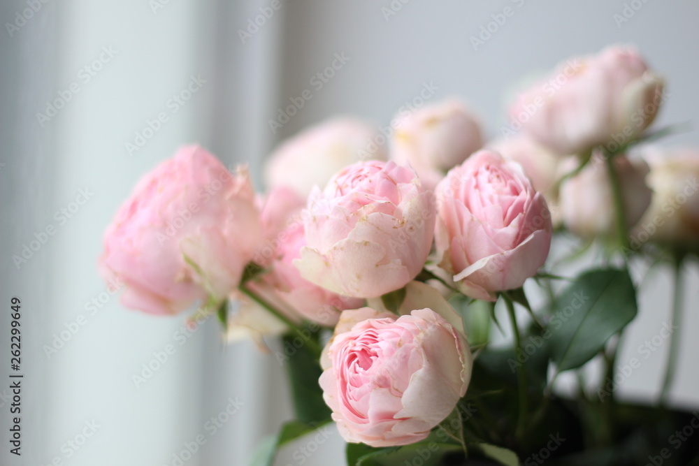 light pink peony roses on a white background
