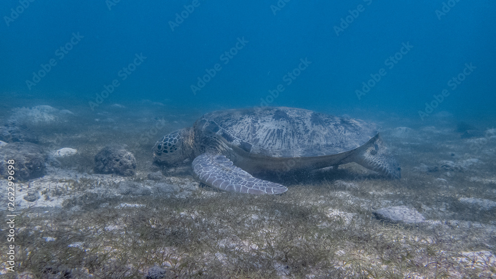 Close encounter with a green sea turtle feeding on sea grass in a shallow and sandy reef.