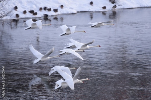 Flying Swans