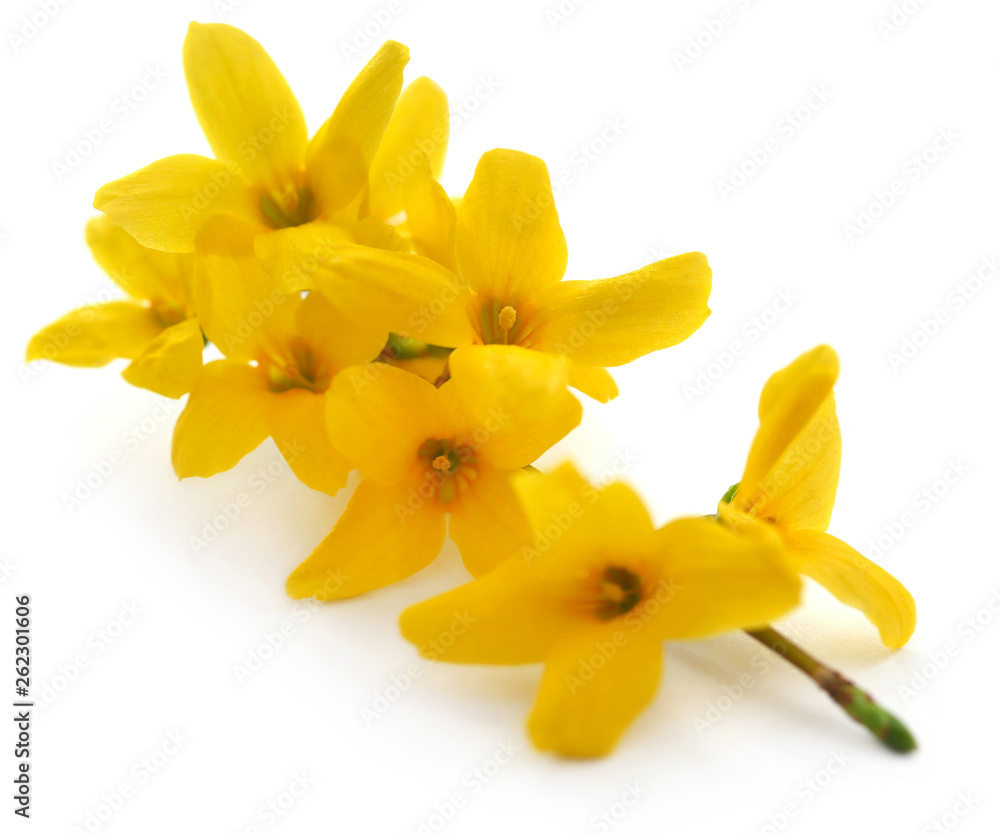 Forsythia known as spring flower