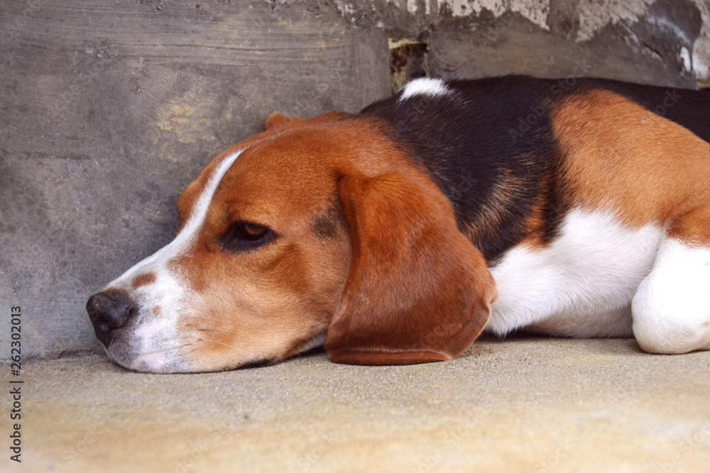 Bored beagle dog