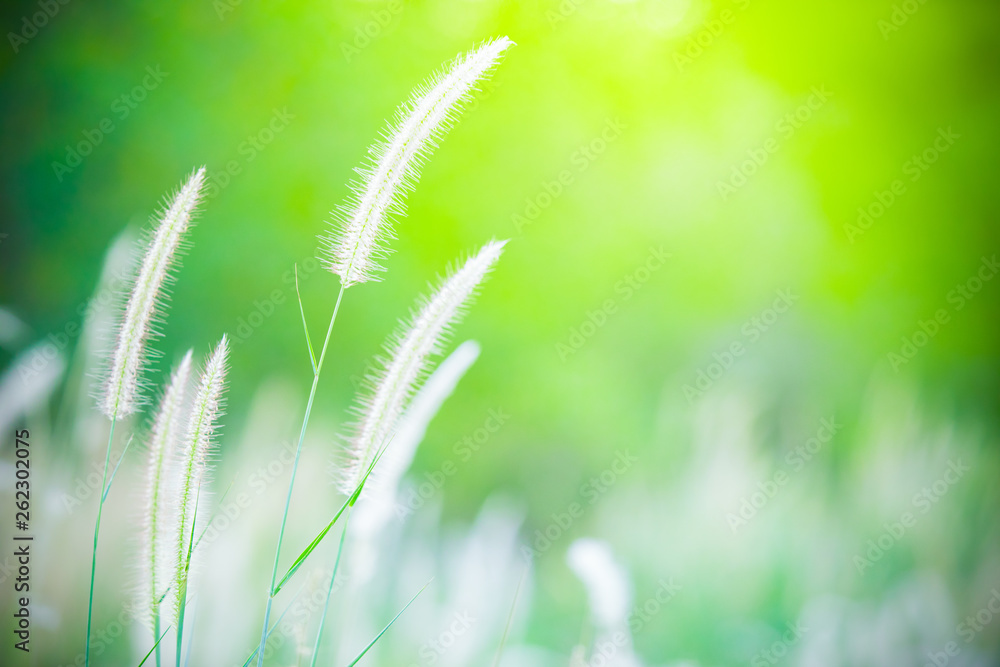 Grass blown by the wind, beautiful natural background, grass in the grass field