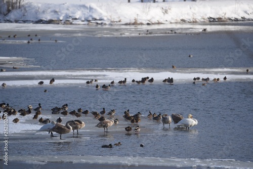 bird lake