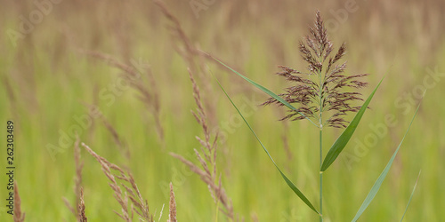 fresh blooming grass in the summer field