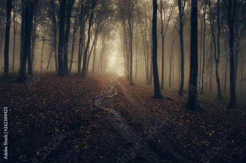 dark autumn forest road in ...