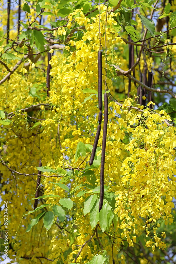 Obraz premium Cassia fistula. Pods and yellow flowers plants