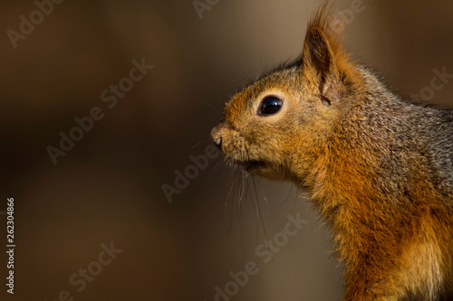 Fotografia Cute squirrel. Brown nature background.