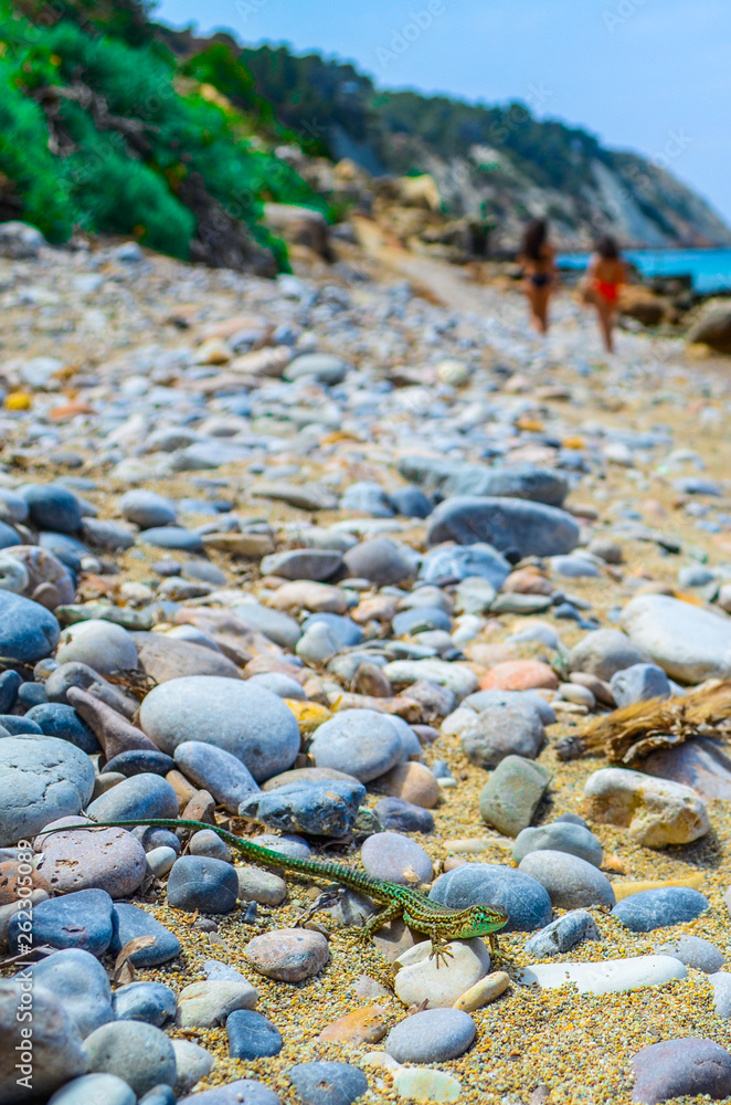 Ibiza wild beach Cala D`ort Ibiza wild beach Cala D`ort