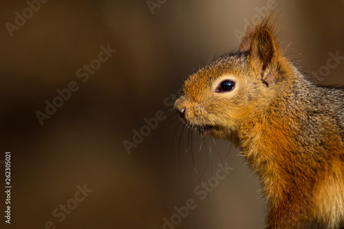Foto Cute squirrel. Brown nature background.