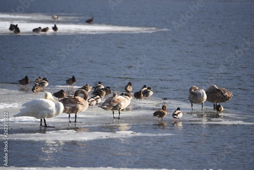 Bird lake