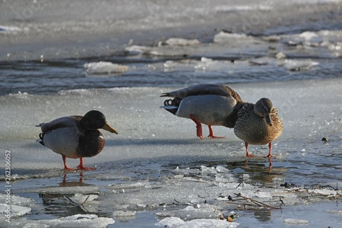 wild duck