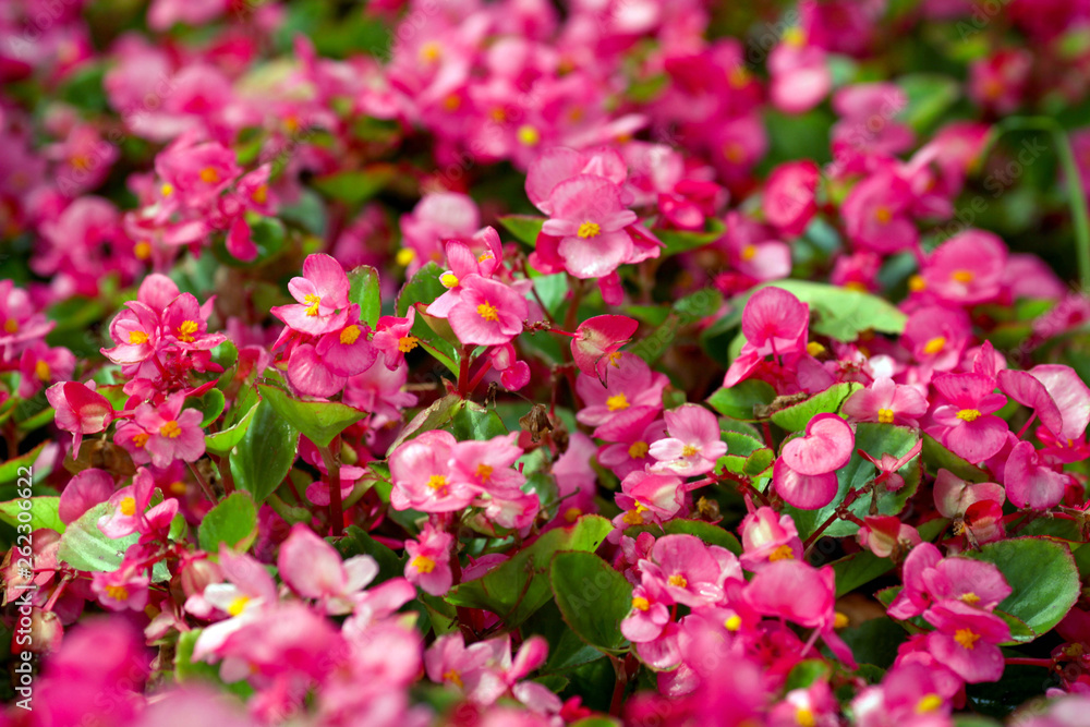 Pink flowers of everblooming begonia in flowerbed, pink begonia semperflorens growing in the park Pink flowers of everblooming begonia in flowerbed, pink begonia semperflorens growing in the park