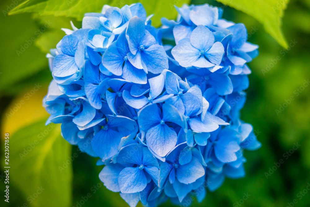Blue Hydrangea on natural green background. Blue Hydrangea on natural green background.