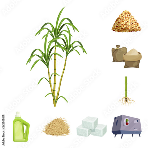 Vector design of sugarcane and cane symbol. Collection of sugarcane and field stock vector illustration. photo