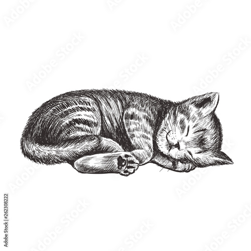 The kitten is sleeping.
