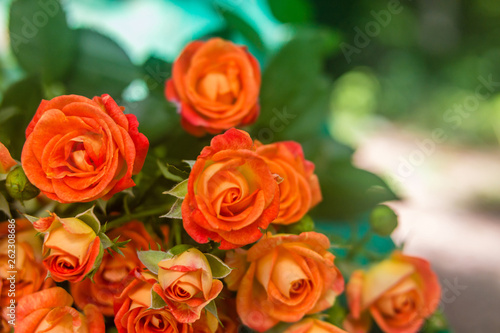 Orange roses on fresh green leaf background.