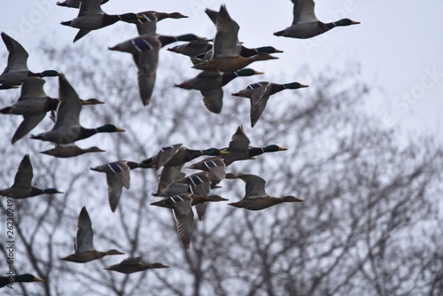 flock of ducks